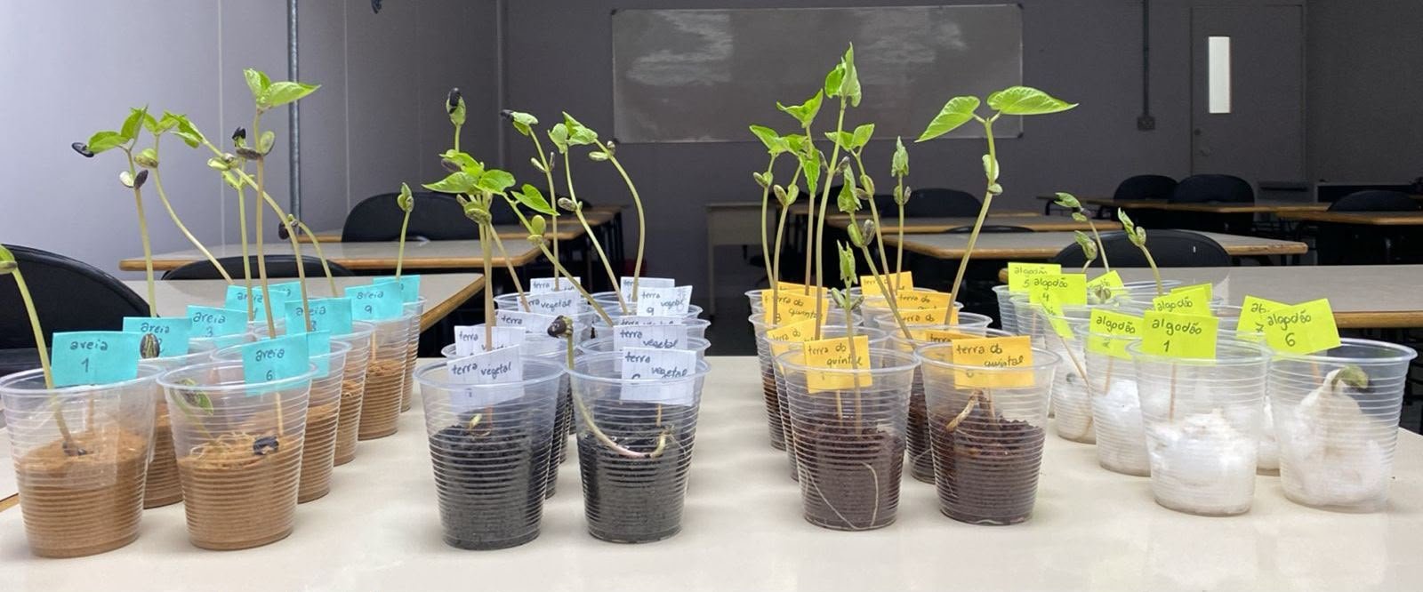 Bean germination test